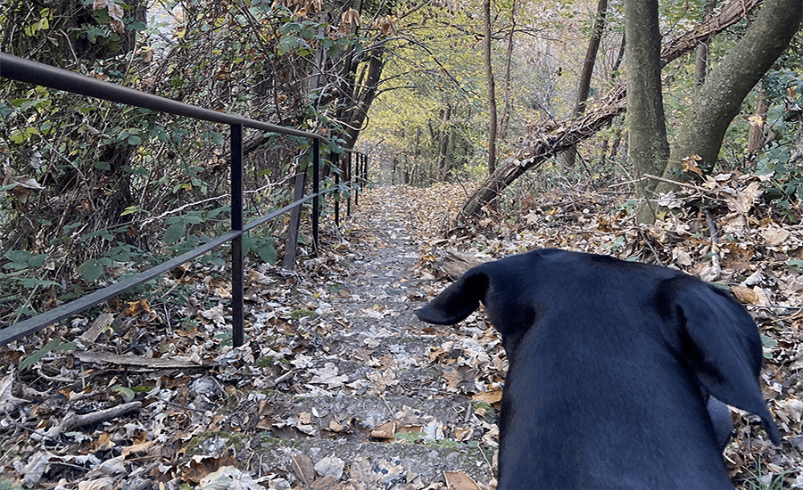Cane dobermann sulla scala paradiso di Ponte Chiasso